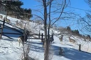 320 Columbine Rd, Palmer Lake, CO 80133 - Photo 46