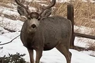 320 Columbine Rd, Palmer Lake, CO 80133 - Photo 44