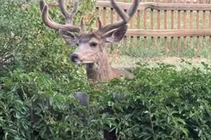 320 Columbine Rd, Palmer Lake, CO 80133 - Photo 48