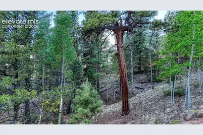 364 Blue Spruce Road, Divide, CO 80814 - Photo 10