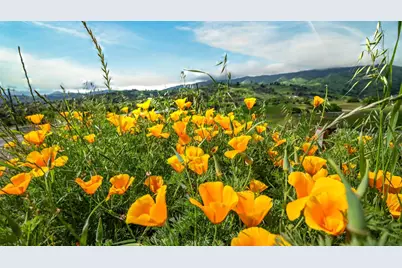 30247 Pleasant View Road, Winters, CA 95694 - Photo 6