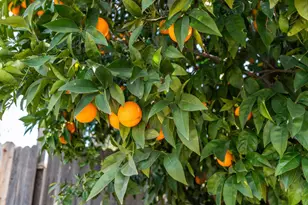 4309 Jan Dr, Carmichael, CA 95608 - Photo 26