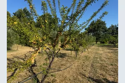 17058 Road 57, Guinda, CA 95637 - Photo 18