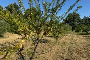 17058 Rd 57, Guinda, CA 95637 - Photo 18