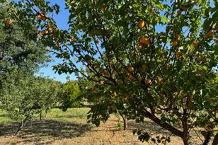 17058 Rd 57, Guinda, CA 95637 - Photo 12