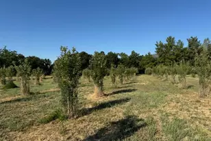 17058 Rd 57, Guinda, CA 95637 - Photo 60