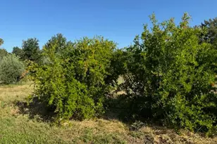 17058 Rd 57, Guinda, CA 95637 - Photo 24