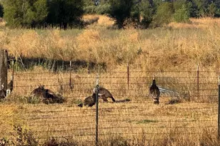 21000 Co Rd 95, Woodland, CA 95695 - Photo 32