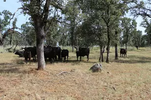 1484 Oregon Gulch Rd, Oroville, CA 95965 - Photo 8