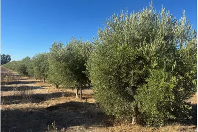 15185 County Road 42, Guinda, CA 95637 - Photo 8