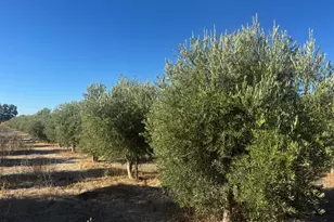 15185 Co Rd 42, Guinda, CA 95637 - Photo 8