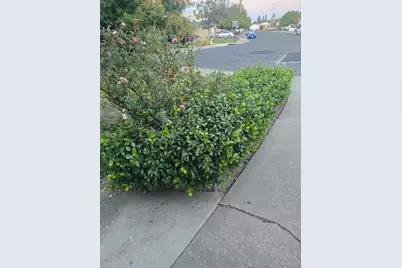 148 Shasta Place, Woodland, CA 95695 - Photo 8