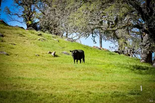 100 Longhorn Ridge Rd, Napa, CA 94558 - Photo 54