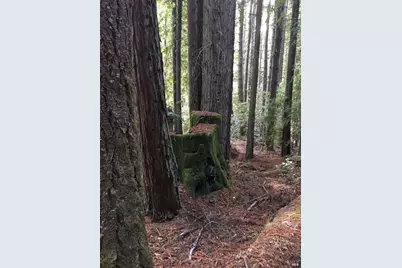 335 Deerfield, The Sea Ranch, CA 95497 - Photo 6