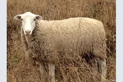 335 Deerfield, The Sea Ranch, CA 95497 - Photo 16