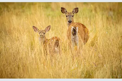 335 Deerfield, The Sea Ranch, CA 95497 - Photo 12