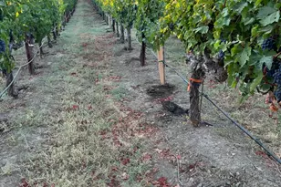 4060 Monticello Rd, Napa, CA 94558 - Photo 30