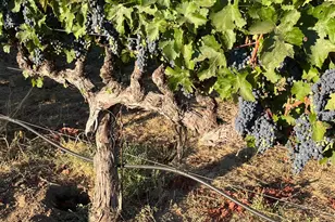 4060 Monticello Rd, Napa, CA 94558 - Photo 32