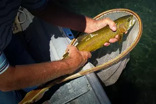 42369 Horr Rd, McArthur, CA 96056 - Photo 32