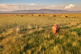 42369 Horr Rd, McArthur, CA 96056 - Photo 4