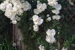 [Address not provided], Rohnert Park, CA 94928 - Photo 40