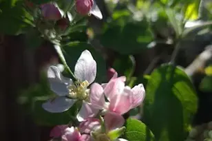 [Address not provided], Rohnert Park, CA 94928 - Photo 36