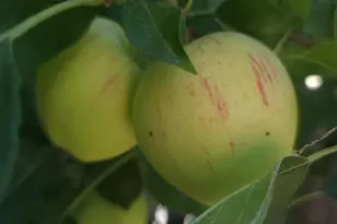 [Address not provided], Rohnert Park, CA 94928 - Photo 36