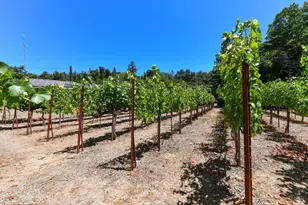 455 Glass Mountain Rd, Saint Helena, CA 94574 - Photo 8