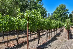 455 Glass Mountain Rd, Saint Helena, CA 94574 - Photo 6