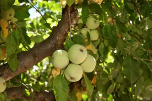 455 Glass Mountain Rd, Saint Helena, CA 94574 - Photo 16