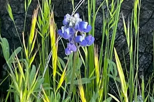 3500 Silverado Trail, Saint Helena, CA 94574 - Photo 38