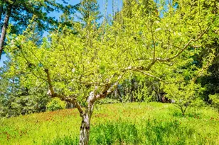 10951 Big Meadow Rd, Philo, CA 95466 - Photo 42