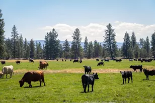 41406 Lonquist Ln, Hat Creek, CA 96040 - Photo 2