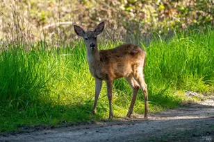 31150 Comptche Ukiah Rd, Comptche, CA 95427 - Photo 42