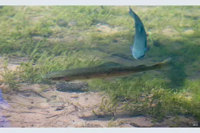 31419 Hagen Flat Road, Big Bend, CA 96011 - Photo 36