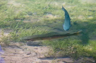 31419 Hagen Flat Rd, Big Bend, CA 96011 - Photo 36