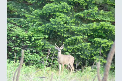 31419 Hagen Flat Road, Big Bend, CA 96011 - Photo 34