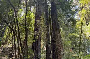 8781 Martinelli Rd, Forestville, CA 95436 - Photo 60