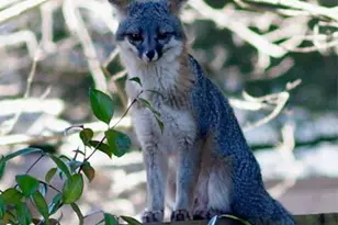 9211 Lakewood Dr, Windsor, CA 95492 - Photo 44