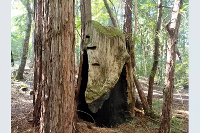 11903 Branscomb Road, Branscomb, CA 95417 - Photo 66