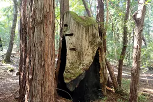 11903 Branscomb Rd, Branscomb, CA 95417 - Photo 66