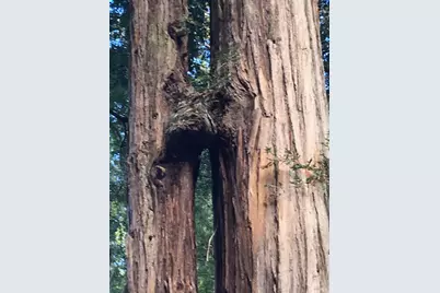 31010 Stewarts Point-Skaggs Springs Road, Stewarts Point, CA 95497 - Photo 62