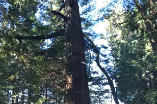 31010 Stewarts Point-Skaggs Springs Rd, Stewarts Point, CA 95497 - Photo 48