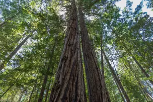 45270 Ocean View Ln, Gualala, CA 95445 - Photo 40