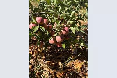 2400 Nelligan Road, Glen Ellen, CA 95442 - Photo 66