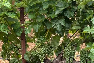 2400 Nelligan Rd, Glen Ellen, CA 95442 - Photo 64