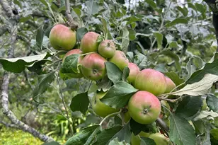 2400 Nelligan Rd, Glen Ellen, CA 95442 - Photo 48