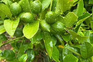 2400 Nelligan Rd, Glen Ellen, CA 95442 - Photo 56