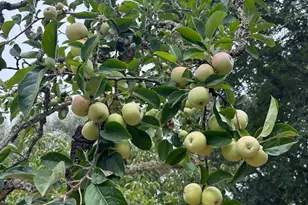 2400 Nelligan Rd, Glen Ellen, CA 95442 - Photo 54