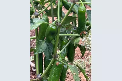 2400 Nelligan Road, Glen Ellen, CA 95442 - Photo 52